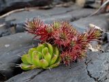 Orostachys spinosa. Вегетирующее растение в сообществе с Saxifraga bronchialis (справа). Хабаровский край, Комсомольский р-н, с. Верхняя Эконь, берег р. Амур, на скале. 07.07.2026.