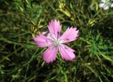 genus Dianthus. Цветок. Донецк, степной склон у пруда \"Донецкое море\". Конец августа 2026 г.