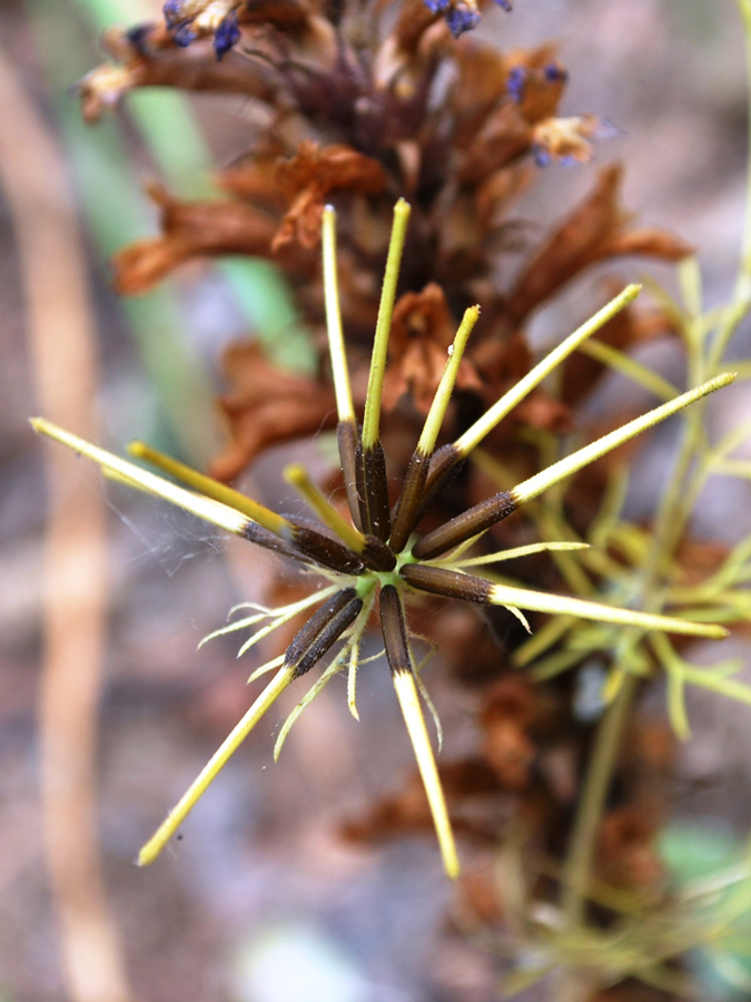 Изображение особи Scandix stellata.