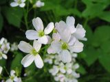 Cardamine pratensis