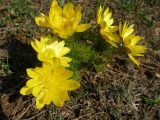 Adonis vernalis