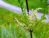 Urtica cannabina