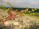 Euphorbia petrophila. Верхушка цветущего и плодоносящего растения. Украина, Донецкая обл., Славянский р-н, окр. с. Сидорово, меловой склон вдоль р. Северский Донец. 09.07.2011.