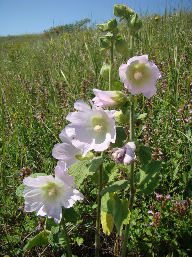 Изображение особи Alcea pallida.