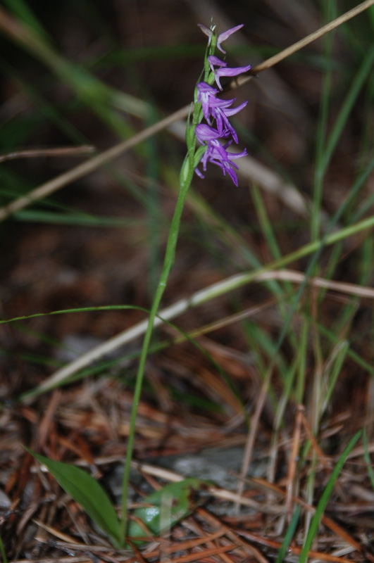 Image of Neottianthe cucullata specimen.