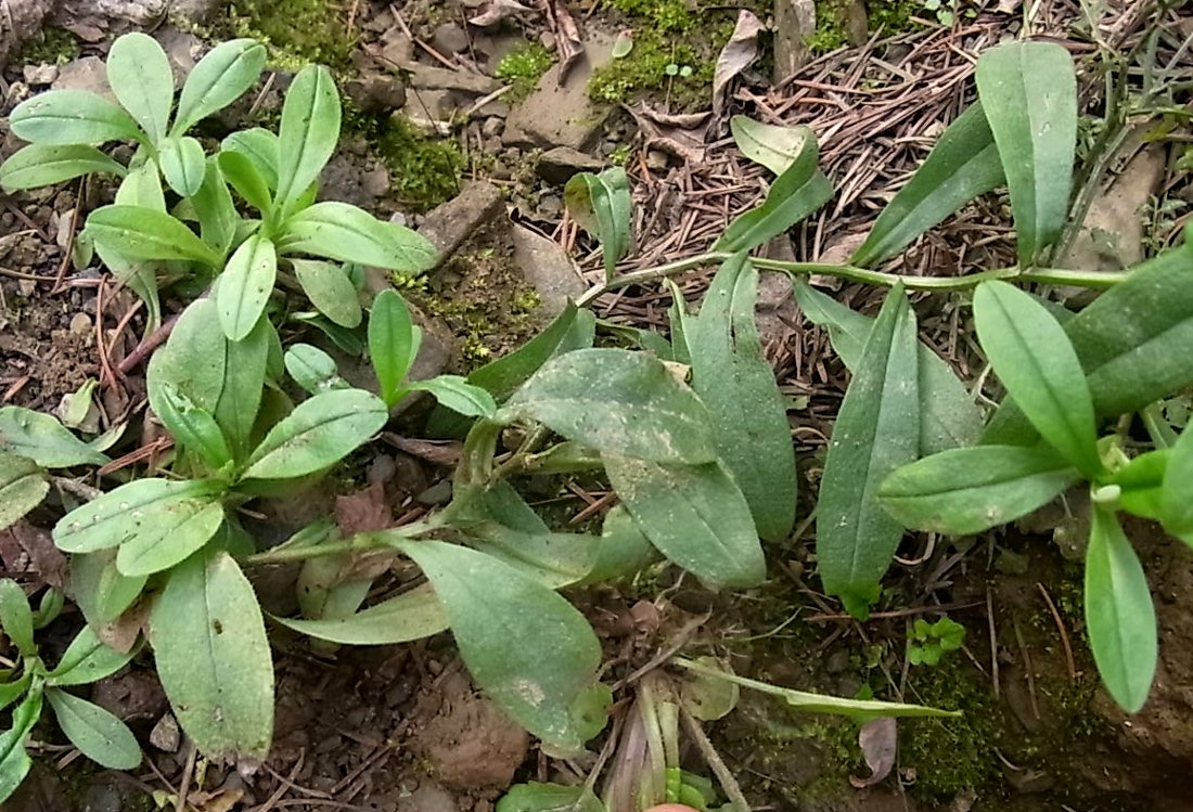 Image of genus Myosotis specimen.
