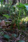 Pyrola chlorantha