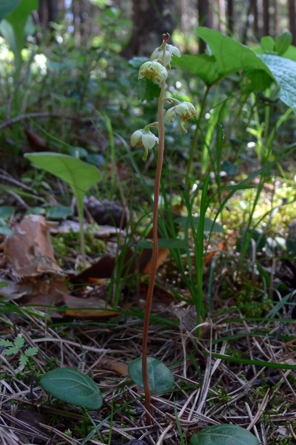 Изображение особи Pyrola chlorantha.