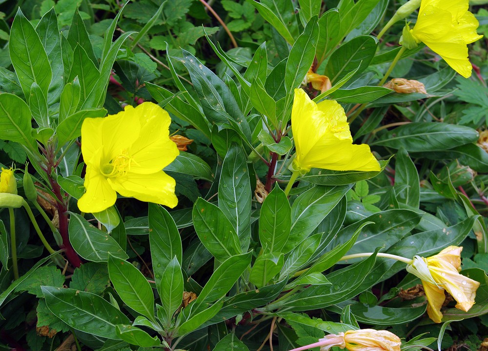 Изображение особи Oenothera macrocarpa.