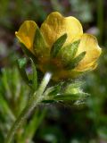 Potentilla goldbachii