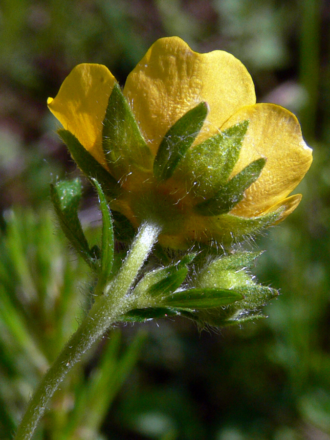 Изображение особи Potentilla goldbachii.