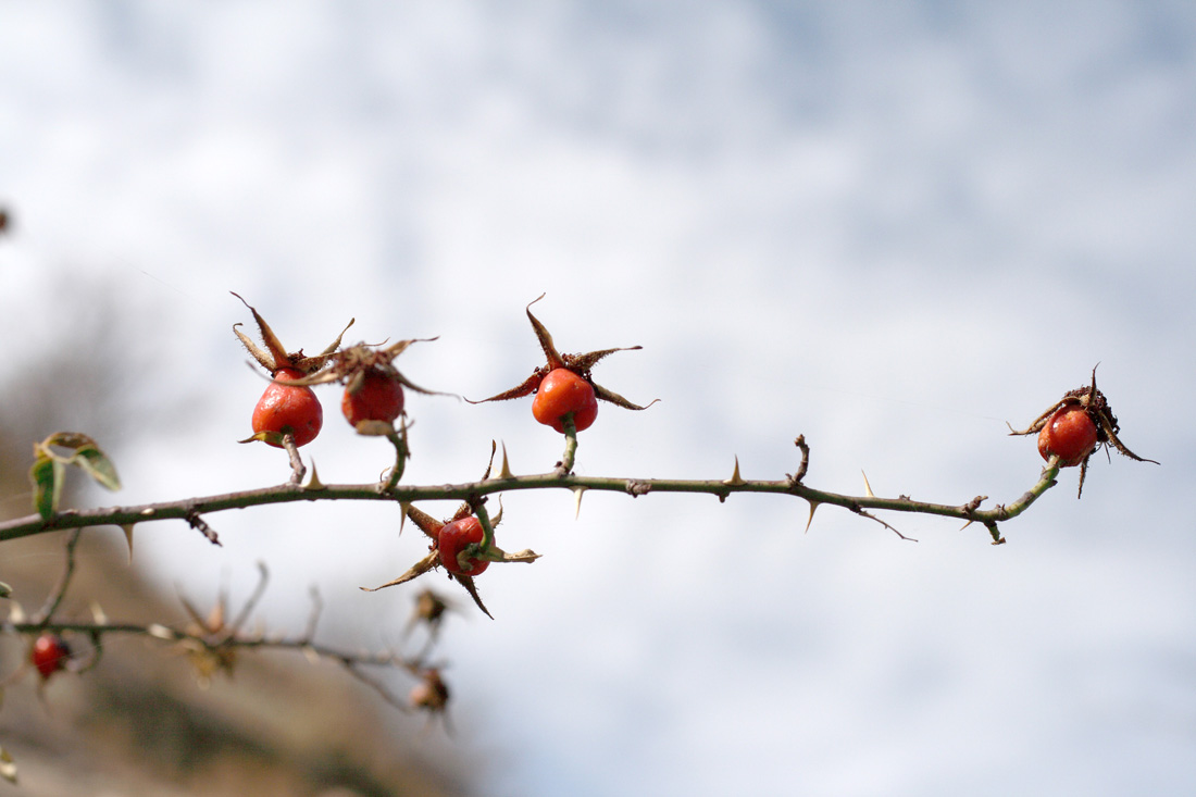 Image of Rosa fedtschenkoana specimen.