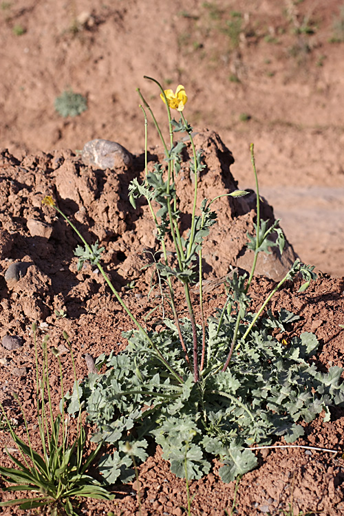 Image of Glaucium fimbrilligerum specimen.