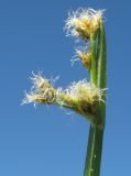 Schoenoplectus triqueter
