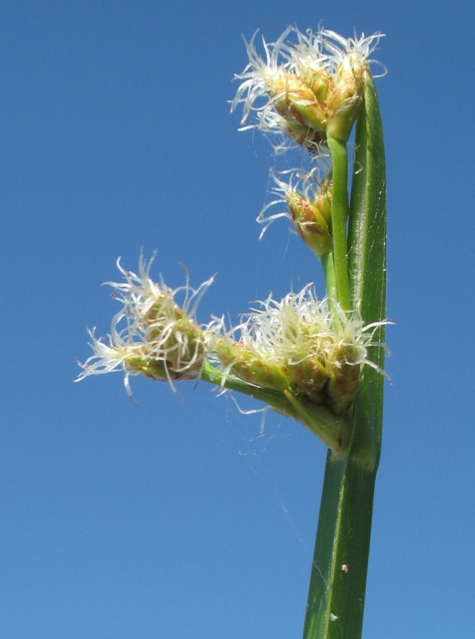 Image of Schoenoplectus triqueter specimen.