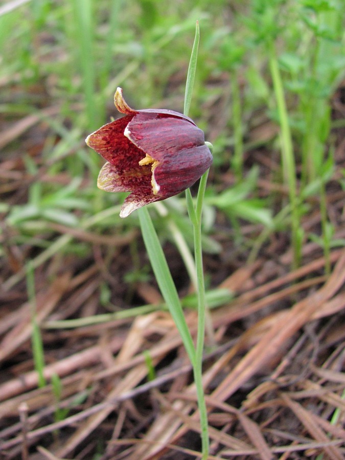 Image of Fritillaria meleagroides specimen.