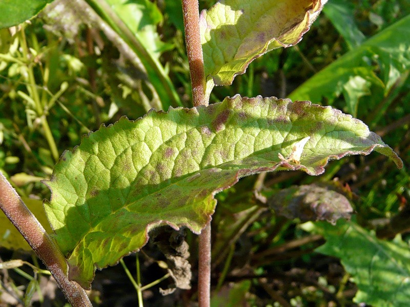 Image of Campanula rapunculoides specimen.