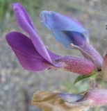 Oxytropis prostrata