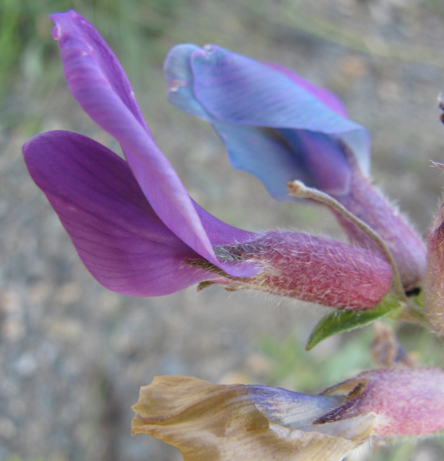 Изображение особи Oxytropis prostrata.