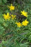 Hieracium umbellatum