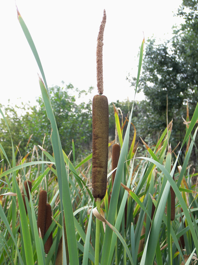 Изображение особи Typha intermedia.