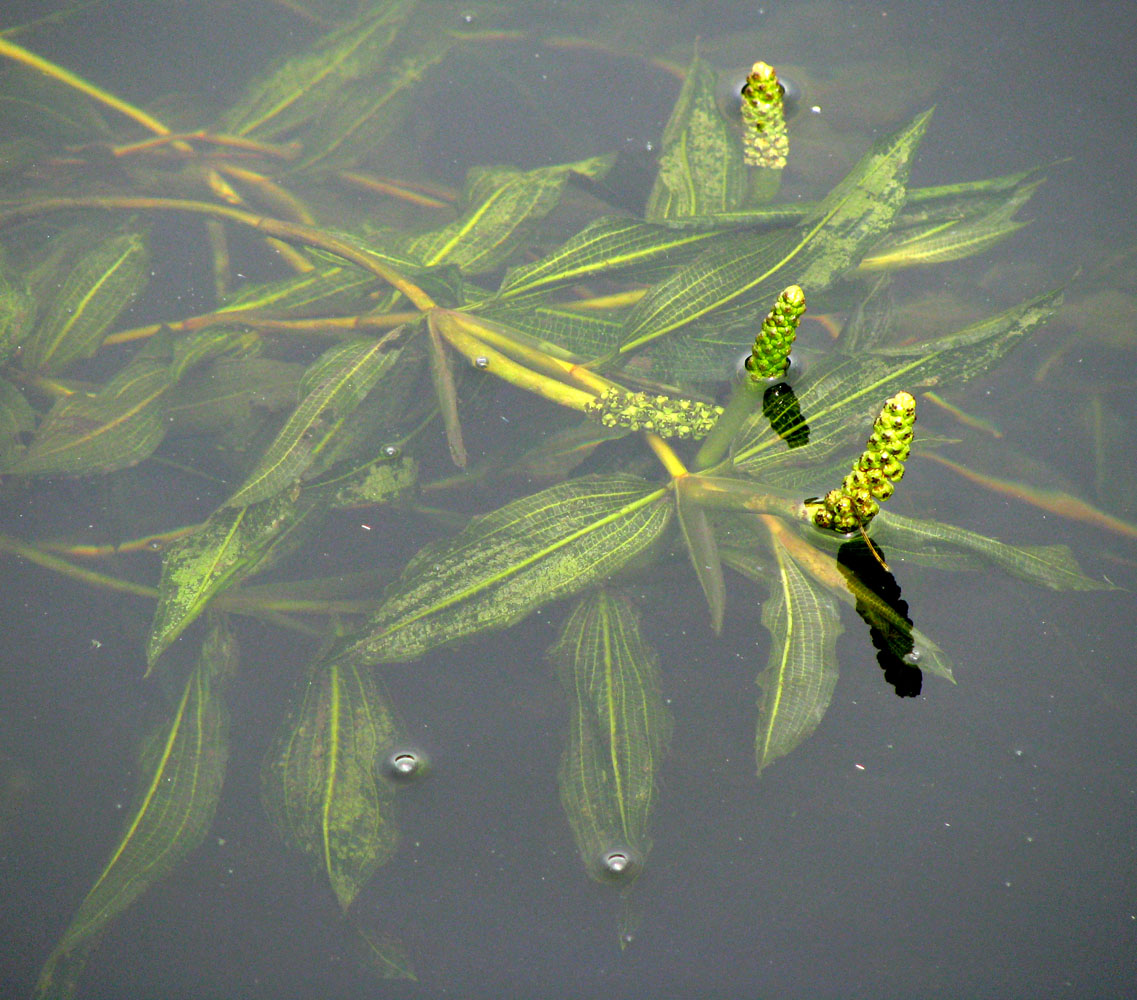 Image of Potamogeton &times; babingtonii specimen.