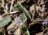 Erythronium caucasicum