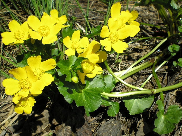 Изображение особи Caltha palustris.