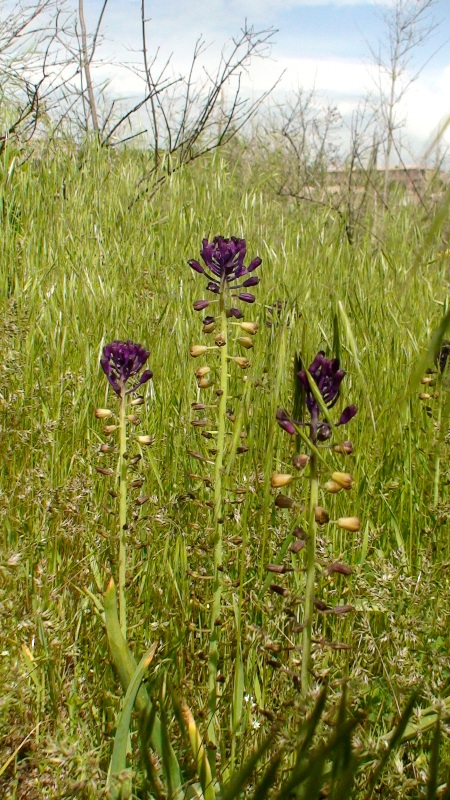 Image of Leopoldia caucasica specimen.