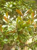 Magnolia grandiflora. Ветвь. Черноморское побережье Кавказа, г. Геленджик, в культуре, 8 января 2012 г.