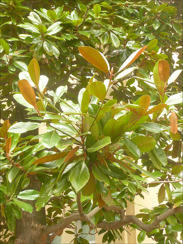 Image of Magnolia grandiflora specimen.