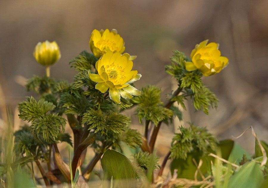 Image of Adonis amurensis specimen.