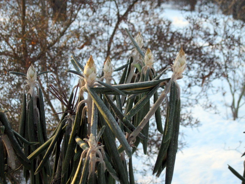 Image of Rhododendron smirnowii specimen.