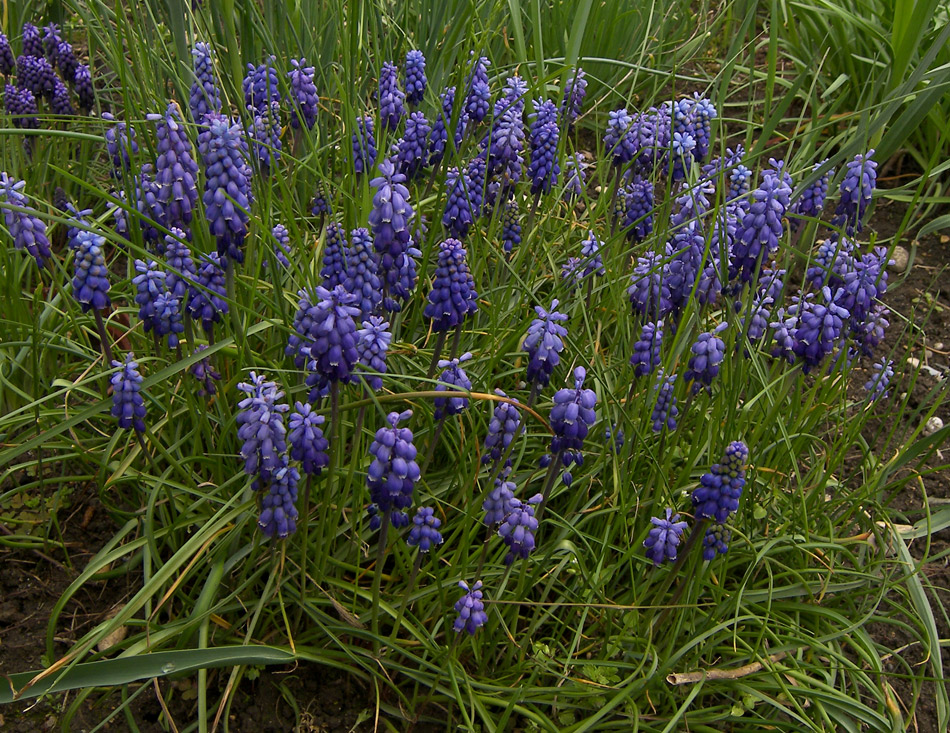 Изображение особи Muscari dolichanthum.