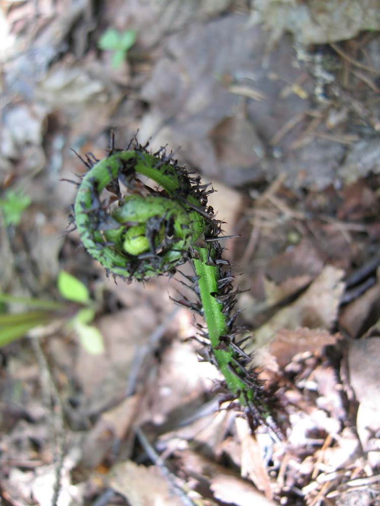 Image of Diplazium sibiricum specimen.