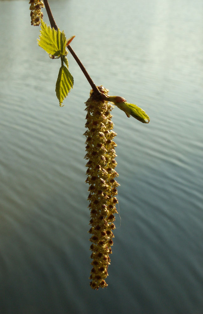 Изображение особи Betula pendula.