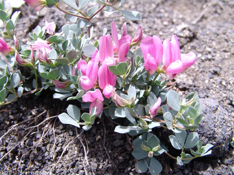 Image of Lotus gebelia specimen.