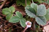 Potentilla micrantha. Цветущее растение. Крым, окр. с. Резервное. 30 марта 2009 г.