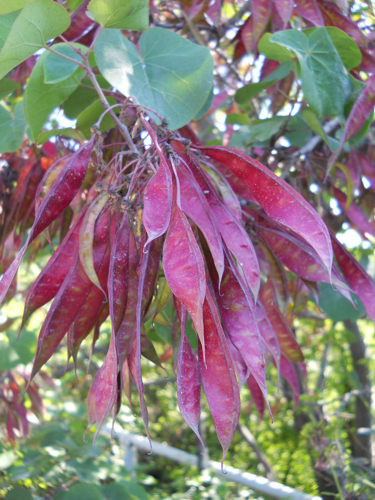 Изображение особи Cercis siliquastrum.