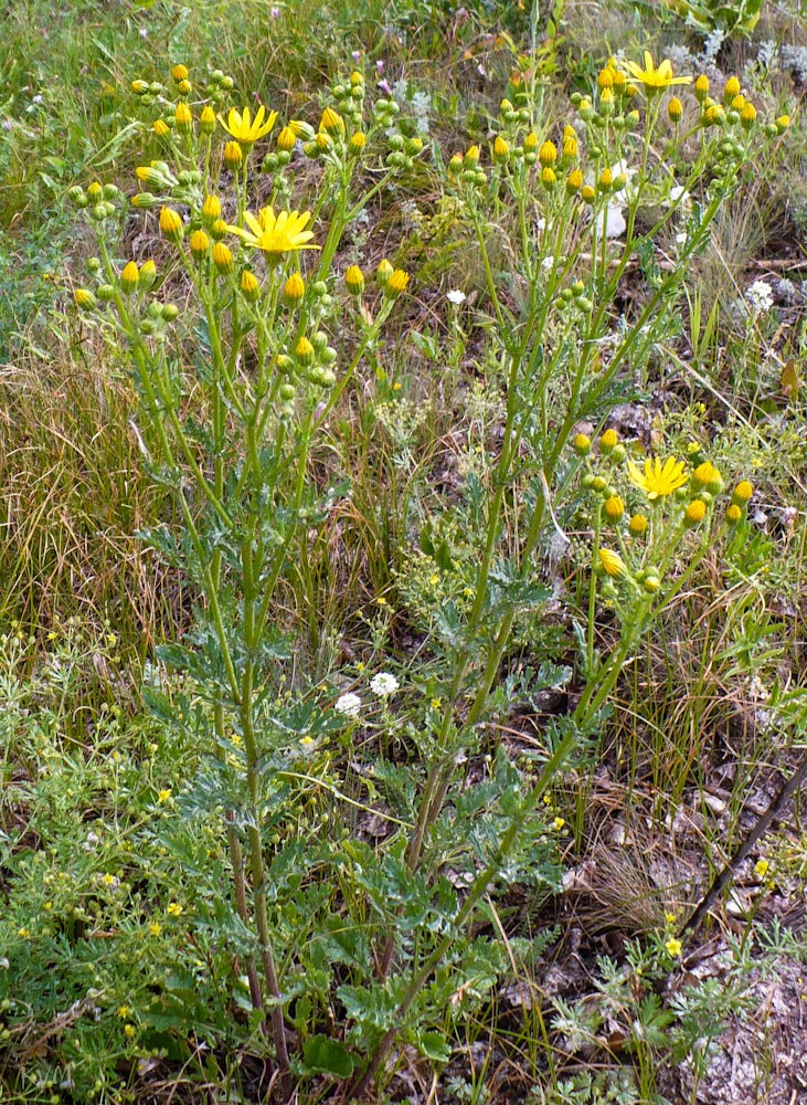 Image of Senecio jacobaea specimen.