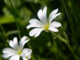 Cerastium arvense