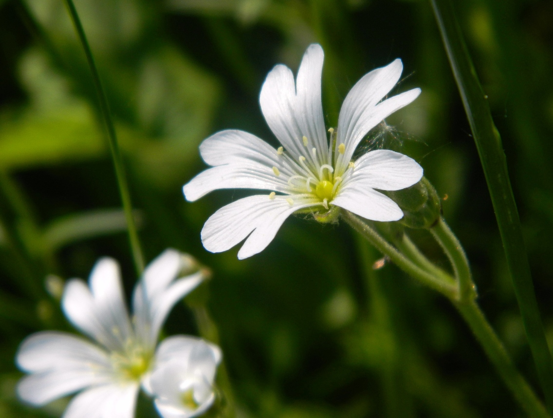 Изображение особи Cerastium arvense.