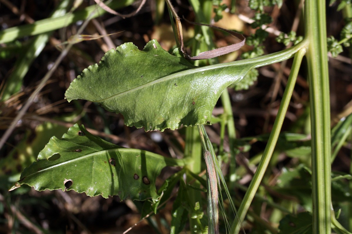 Image of Beta maritima specimen.