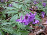 Cardamine glanduligera