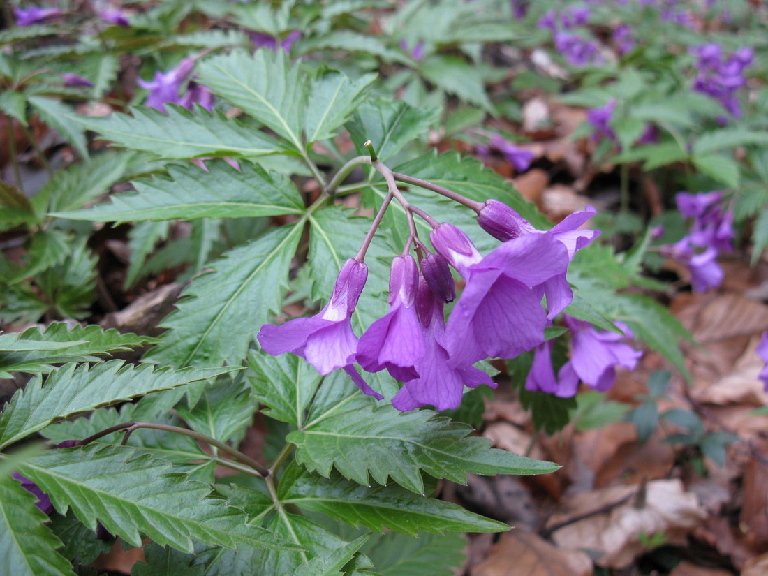 Изображение особи Cardamine glanduligera.