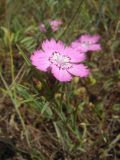 Dianthus caucaseus. Цветок. Кабардино-Балкария, Баксанское ущелье. 14.07.2012.