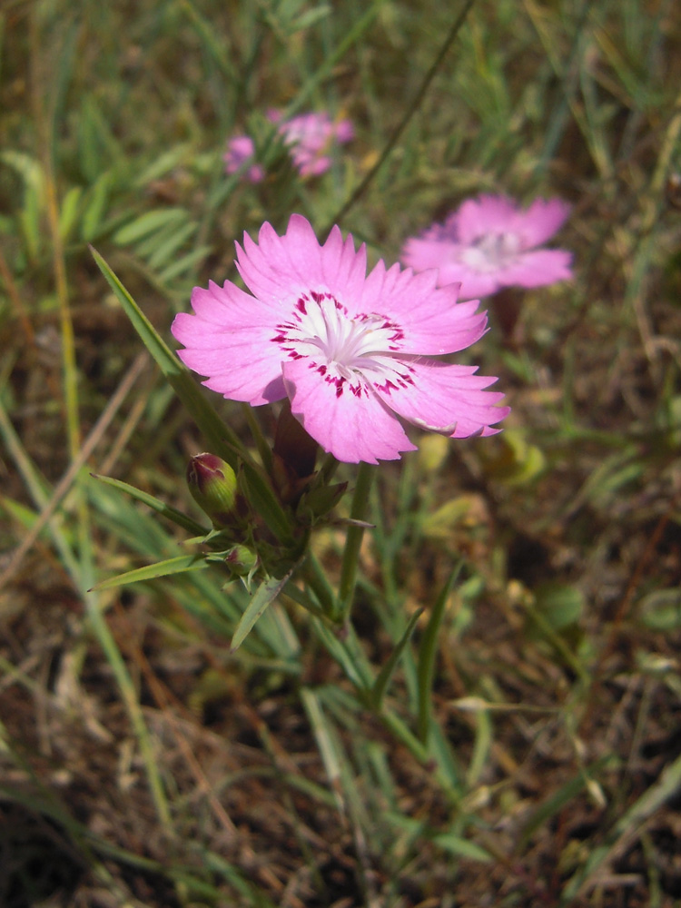 Image of Dianthus caucaseus specimen.