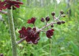 Veratrum nigrum