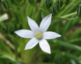 род Ornithogalum