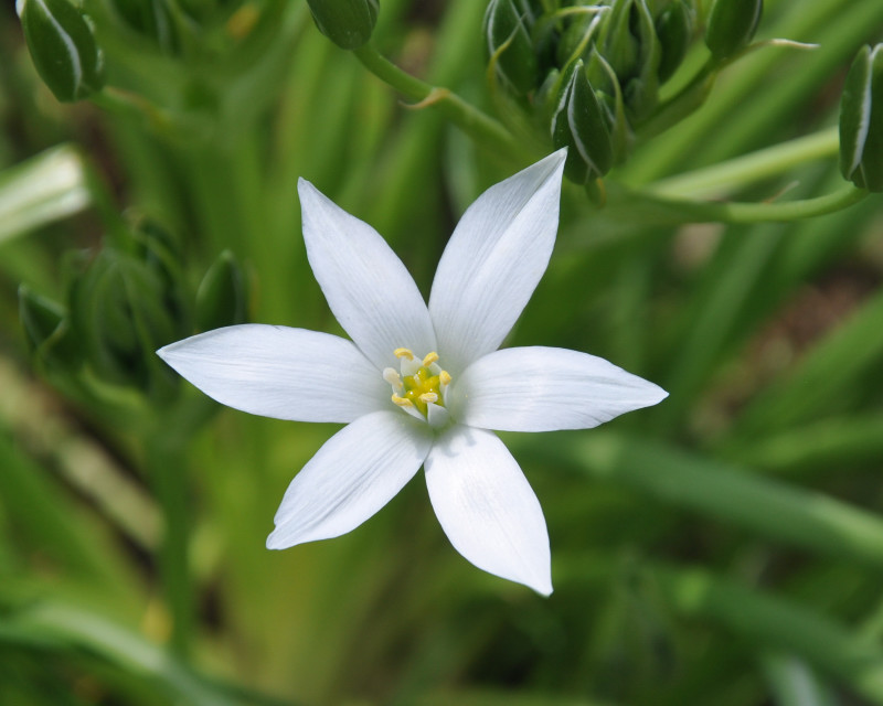 Изображение особи род Ornithogalum.